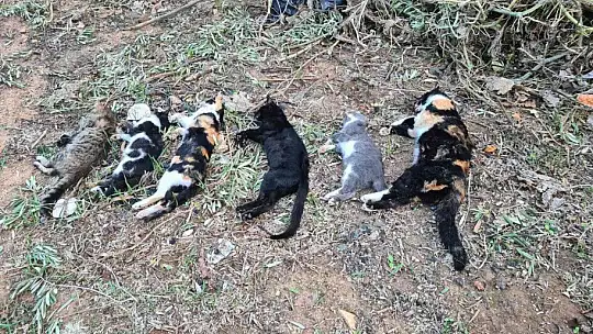 Bodrum'da 2 mahallede 20'den fazla kedi zehirlenerek öldürüldü