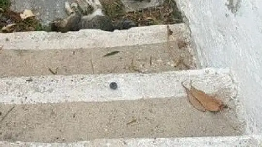 Bodrum'da 2 mahallede 20'den fazla kedi zehirlenerek öldürüldü