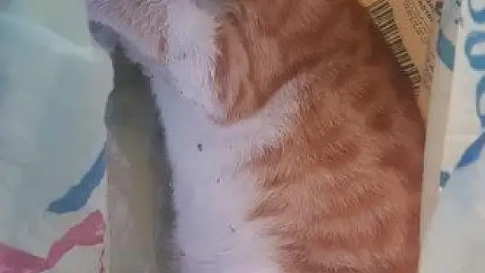 Bodrum'da 2 mahallede 20'den fazla kedi zehirlenerek öldürüldü