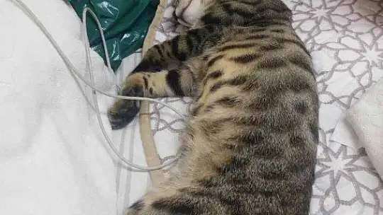 Bodrum'da 2 mahallede 20'den fazla kedi zehirlenerek öldürüldü