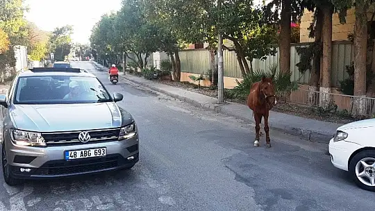 Bodrum'da başıboş at trafiği birbirine kattı