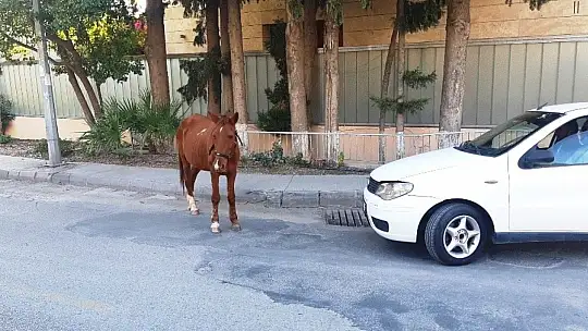 Bodrum'da başıboş at trafiği birbirine kattı