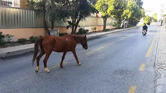 Bodrum'da başıboş at trafiği birbirine kattı