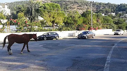 Bodrum'da başıboş at trafiği birbirine kattı