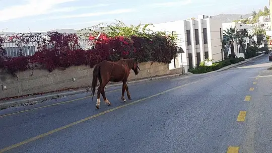 Bodrum'da başıboş at trafiği birbirine kattı