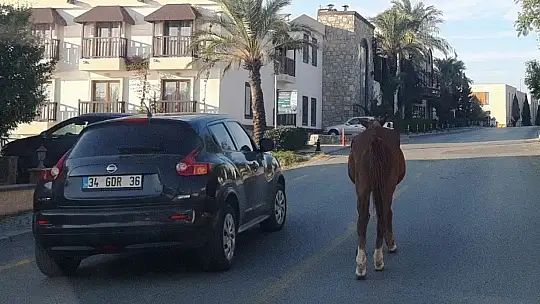 Bodrum'da başıboş at trafiği birbirine kattı