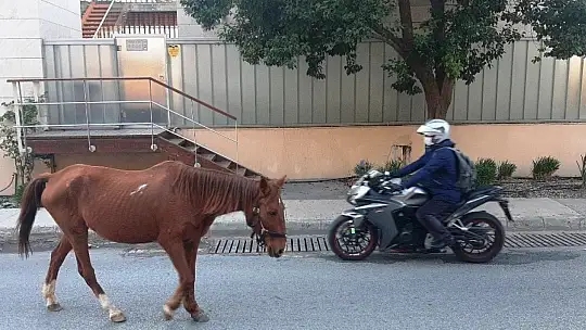 Bodrum'da başıboş at trafiği birbirine kattı
