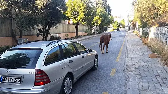 Bodrum'da başıboş at trafiği birbirine kattı