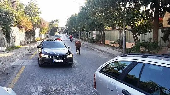 Bodrum'da başıboş at trafiği birbirine kattı
