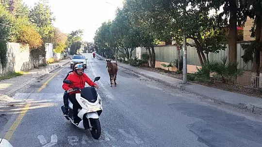 Bodrum'da başıboş at trafiği birbirine kattı