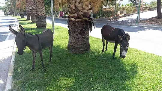 BODRUM'DA BAŞIBOŞ EŞEKLERİN ÇİMEN KEYFİ