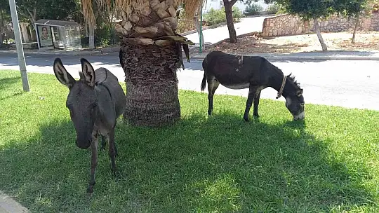 BODRUM'DA BAŞIBOŞ EŞEKLERİN ÇİMEN KEYFİ