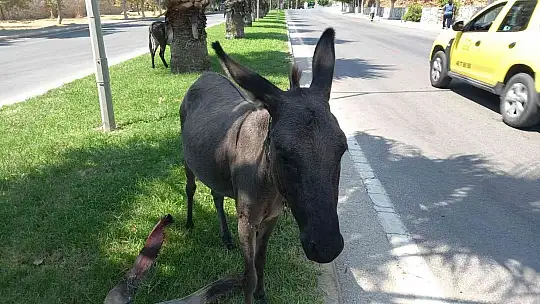 BODRUM'DA BAŞIBOŞ EŞEKLERİN ÇİMEN KEYFİ