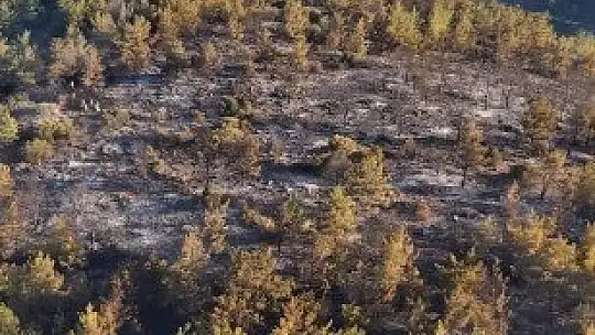 Bodrum'da gece çıkan orman yangını, sabah kontrol altına alındı