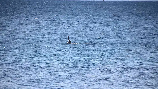 Bodrum'da güneşi gören sahile koştu