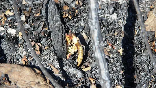 Bodrum'da kül olan ormanlar yeniden yeşeriyor