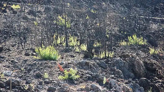 Bodrum'da kül olan ormanlar yeniden yeşeriyor