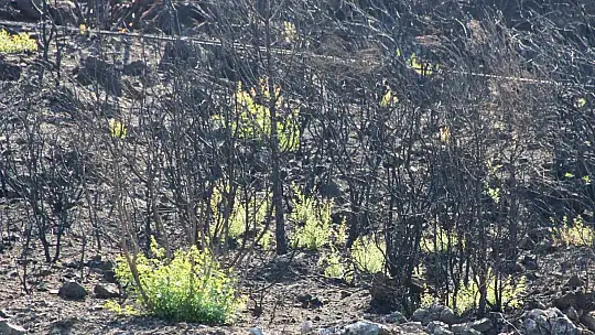 Bodrum'da kül olan ormanlar yeniden yeşeriyor