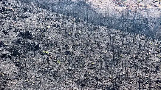 Bodrum'da kül olan ormanlar yeniden yeşeriyor