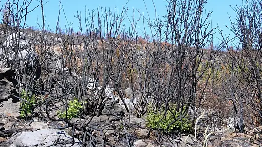 Bodrum'da kül olan ormanlar yeniden yeşeriyor