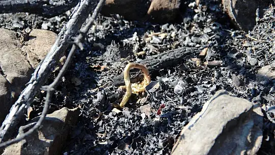 Bodrum'da kül olan ormanlar yeniden yeşeriyor