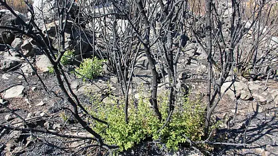 Bodrum'da kül olan ormanlar yeniden yeşeriyor