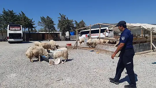 Bodrum'da kurban kesim yerleri bayrama hazır
