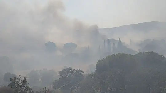 Bodrum'da makilik yangını