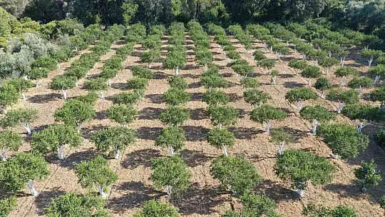 Bodrum'da mandalinalara dijital kimlik verilecek