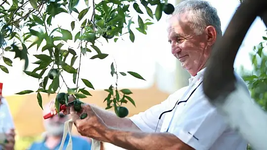 Bodrum'da mandalinalara dijital kimlik verilecek