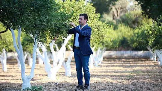 Bodrum'da mandalinalara dijital kimlik verilecek