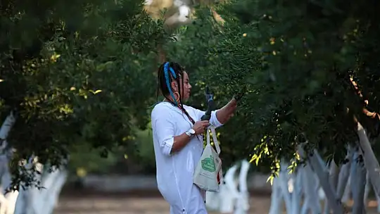 Bodrum'da mandalinalara dijital kimlik verilecek