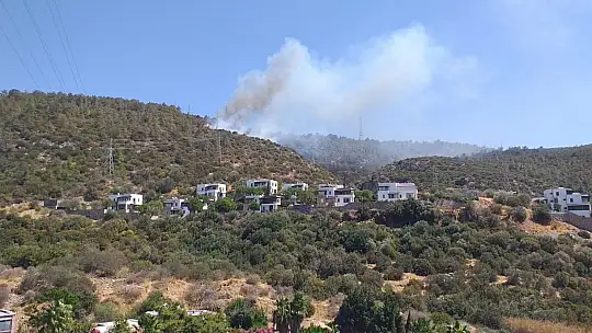Bodrum'da orman yangını