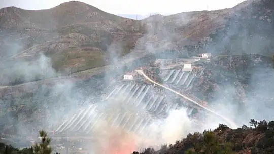 Bodrum'da orman yangını