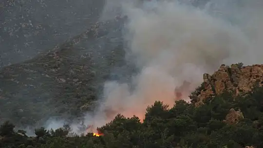 Bodrum'da orman yangını