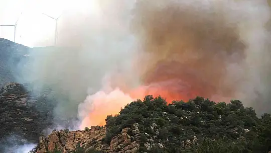 Bodrum'da orman yangını
