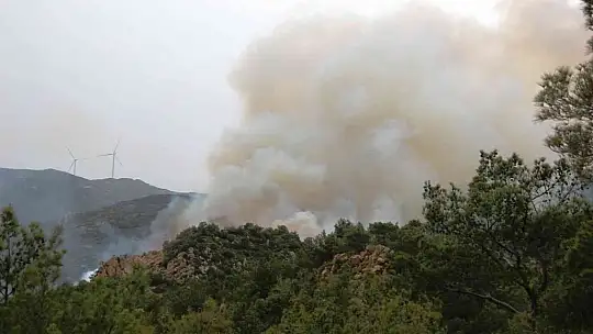 Bodrum'da orman yangını