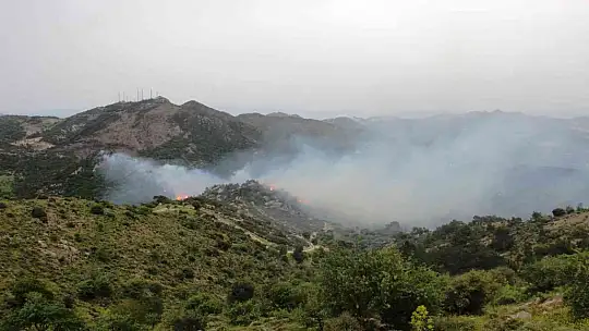 Bodrum'da orman yangını