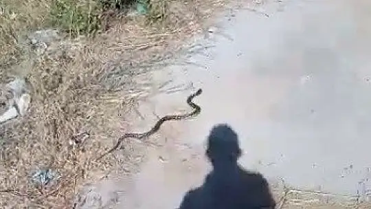 Bodrum'da yakalanan iki yılan doğaya salındı