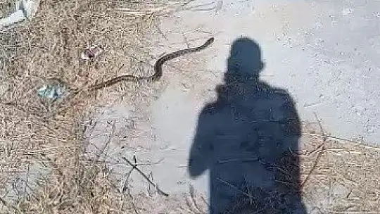 Bodrum'da yakalanan iki yılan doğaya salındı