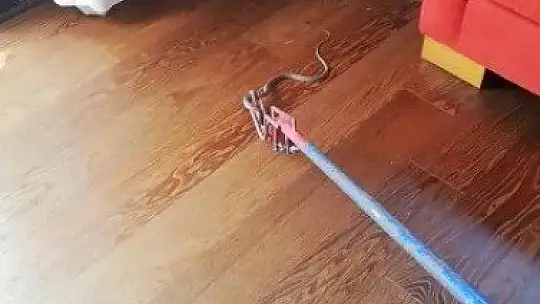 Bodrum'da yakalanan iki yılan doğaya salındı