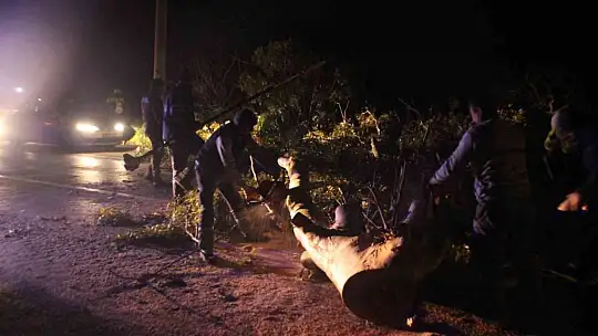 Bodrum'da yıkılan ağaçlar yolları kapattı