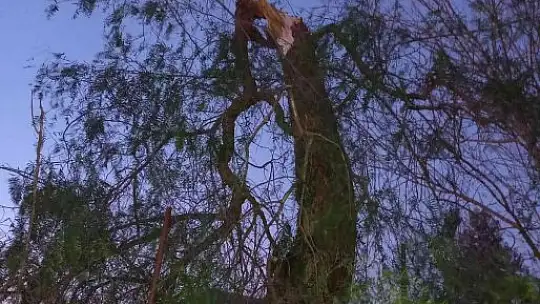 Bodrum'da yıkılan ağaçlar yolları kapattı