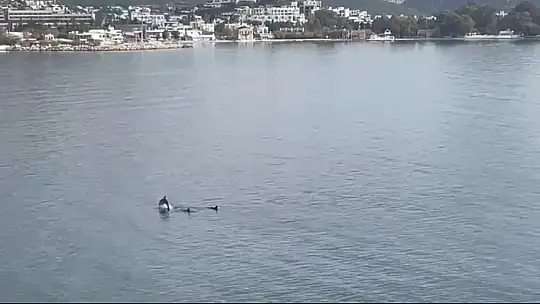 Bodrum'da yunus sürprizi