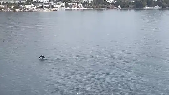 Bodrum'da yunus sürprizi