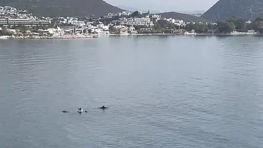 Bodrum'da yunus sürprizi