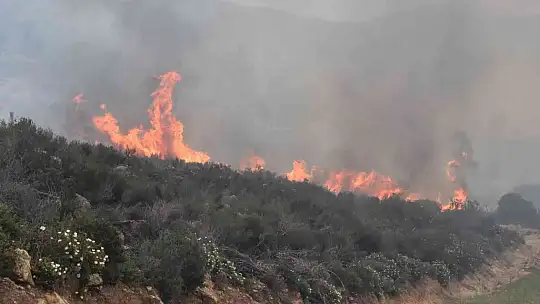 Bodrum'daki orman yangını 6 saat sonunda kontrol altına alındı