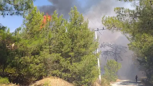Bodrum'daki yangına havadan ve karadan müdahale ediliyor