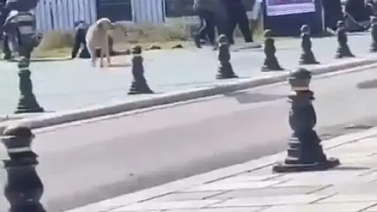 Bodrum'un göbeğinde güpegündüz silahlı saldırı