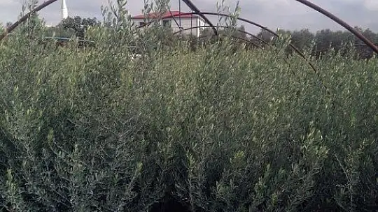 Bodrumlu üreticilerden Gemlik zeytini talebi